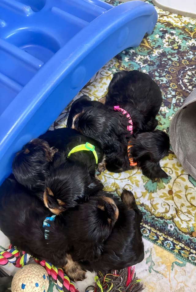 Cavalier King Charles Spaniel Puppies/older males media 22