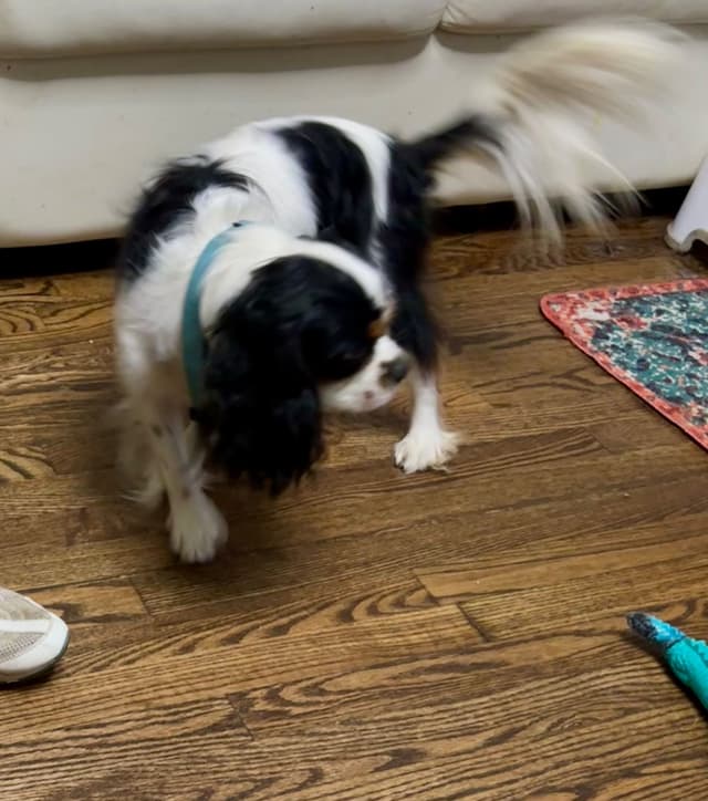 Cavalier King Charles Spaniel Puppies/older males media 24