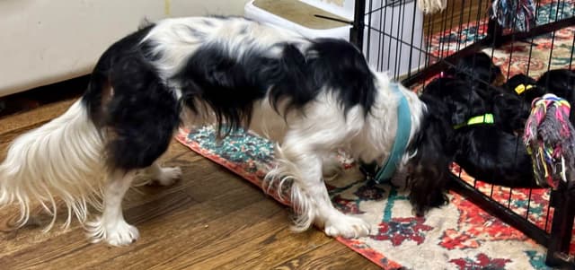 Cavalier King Charles Spaniel Puppies/older males media 25