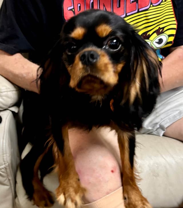 Cavalier King Charles Spaniel Puppies/older males media 27