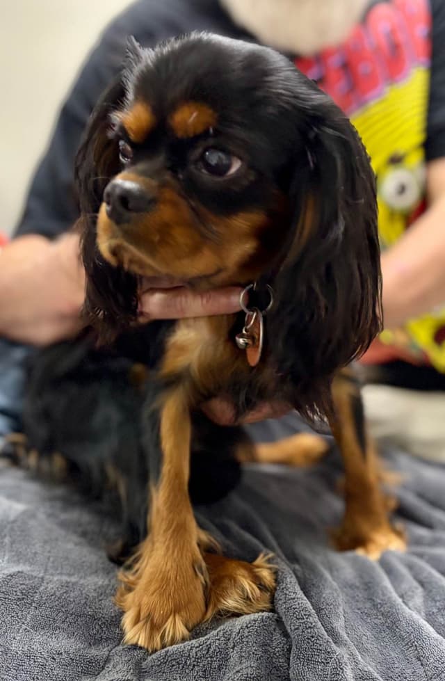 Cavalier King Charles Spaniel Puppies/older males media 26