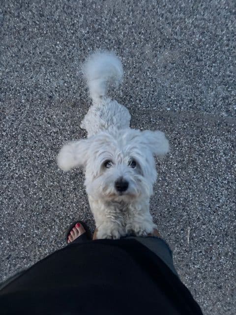 Coton de Tulear Puppies media 2
