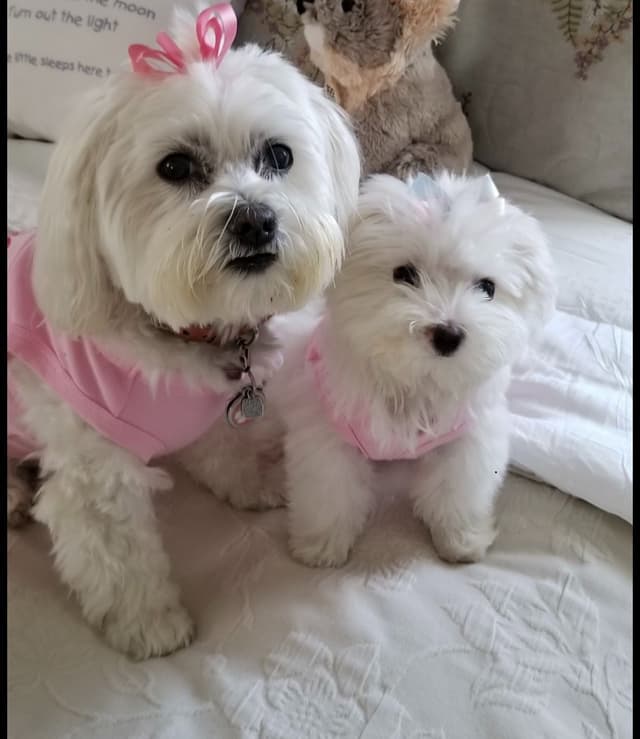 Coton de Tulear Puppies media 5