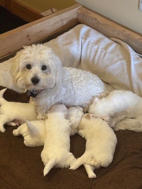 Coton de Tulear Puppies breeder image 2