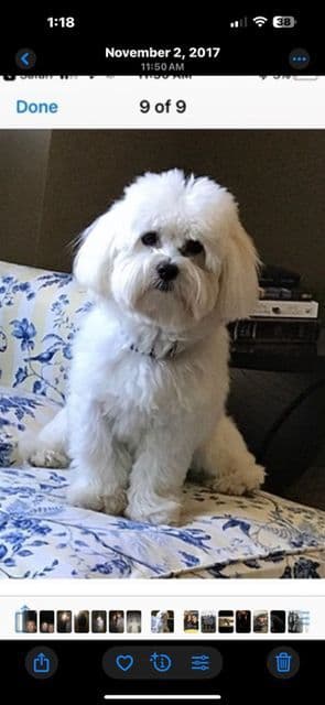 Coton de Tulear Puppies breeder image 3