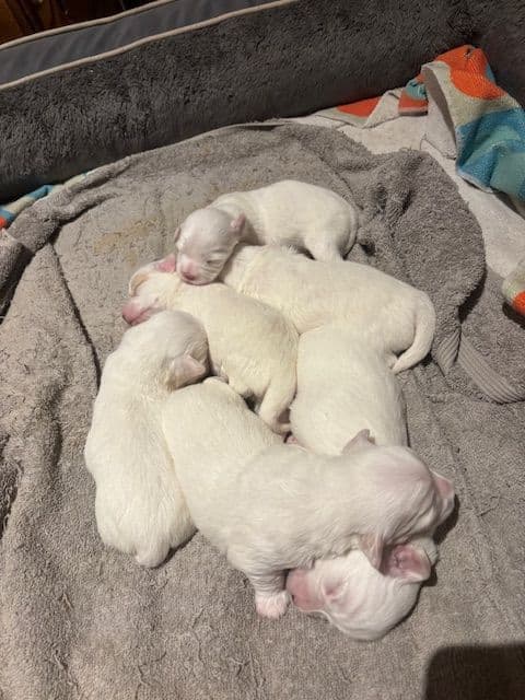 Coton de Tulear Puppies breeder image 4