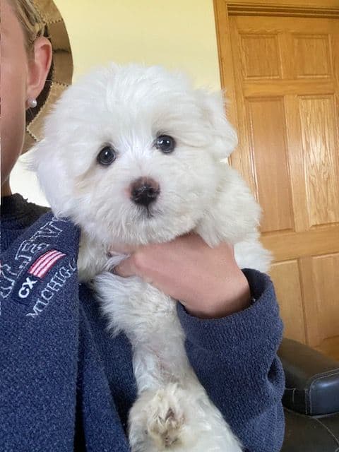 Coton de Tulear Puppies breeder image 5