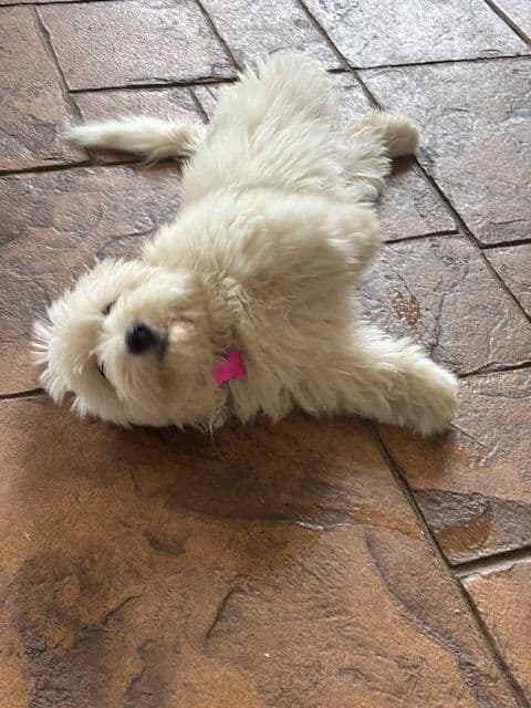 Coton de Tulear Puppies media 2