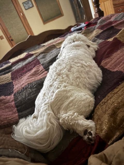Coton de Tulear Puppies media 3
