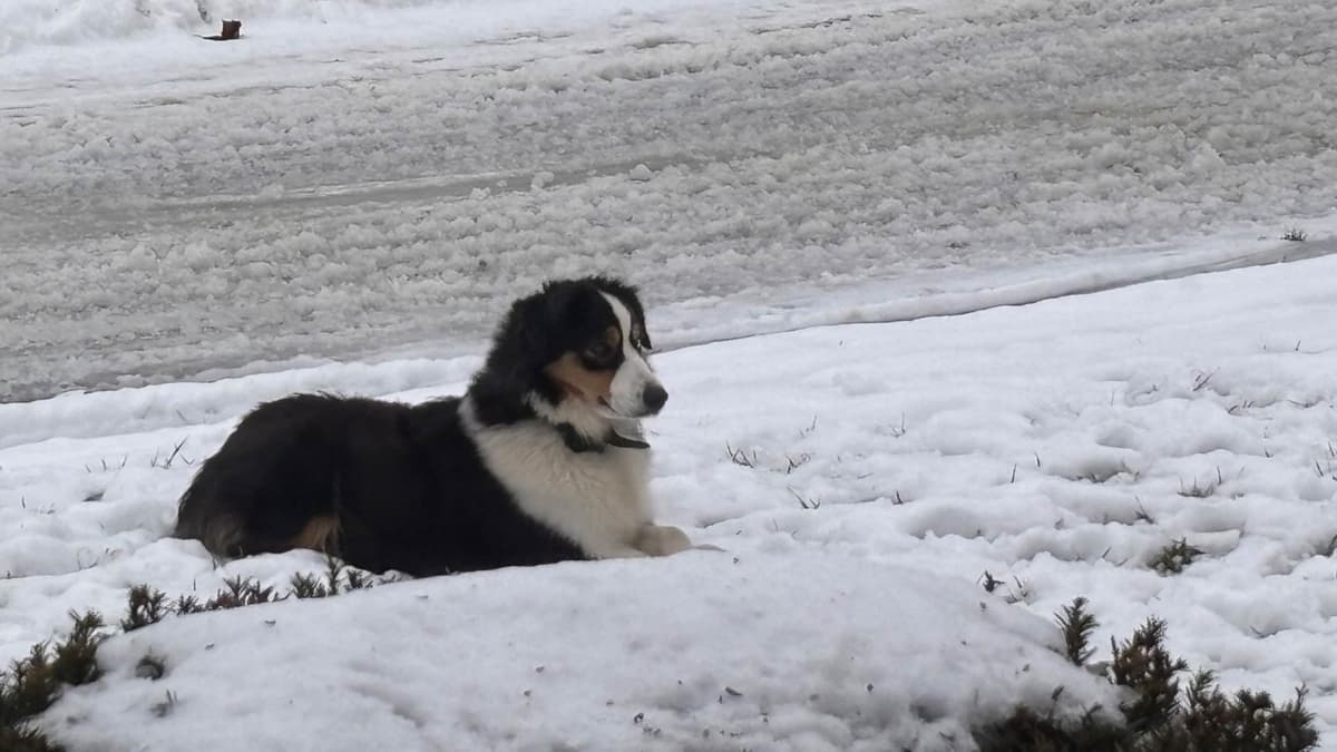Miniature American Shepherd Puppies breeder image 3