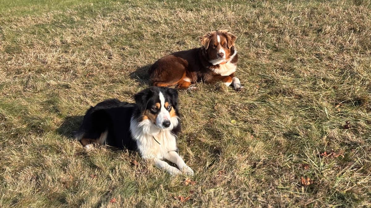 Miniature American Shepherd Puppies breeder image 1