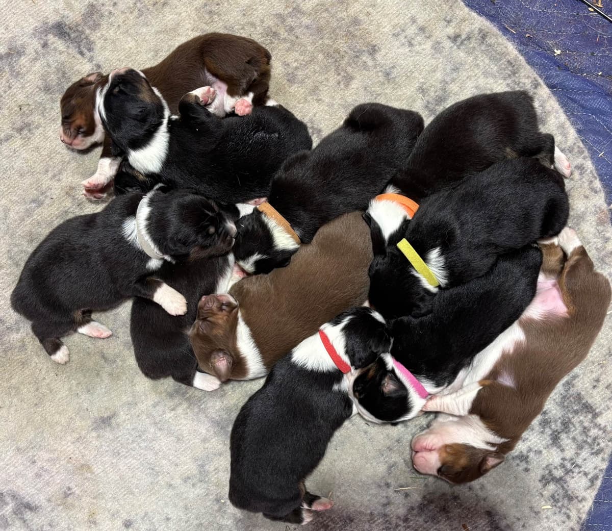 Miniature American Shepherd Puppies breeder image 5