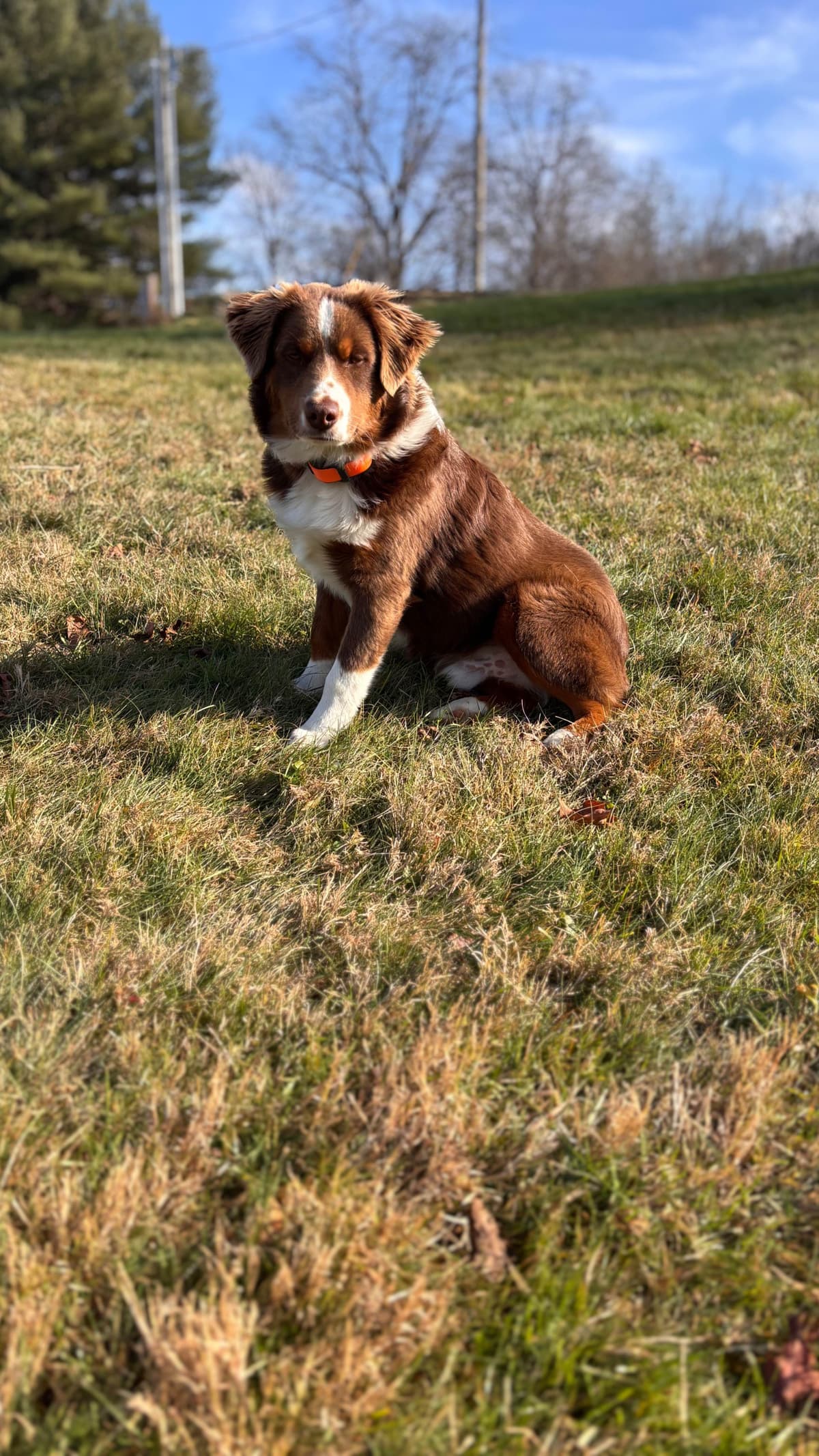 Miniature American Shepherd Puppies breeder image 4