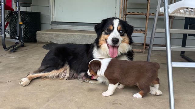 Miniature American Shepherd Puppies media 2
