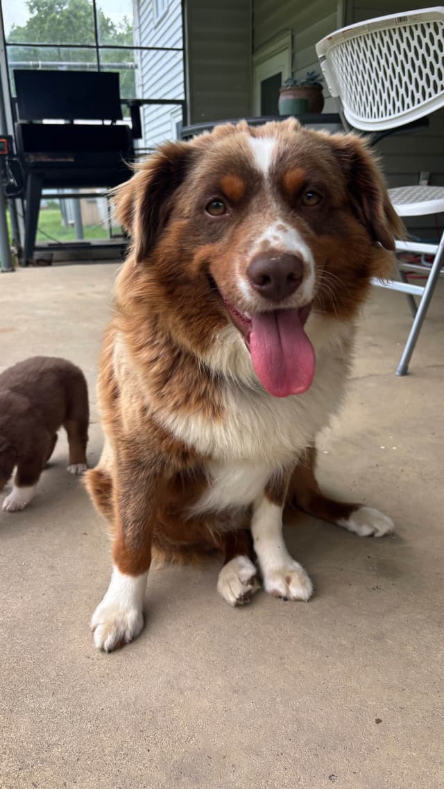 Miniature American Shepherd Puppies media 3