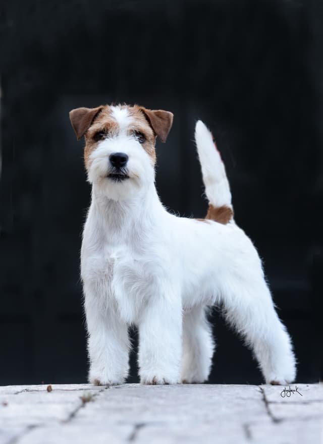 Russell Terrier Puppies media 13