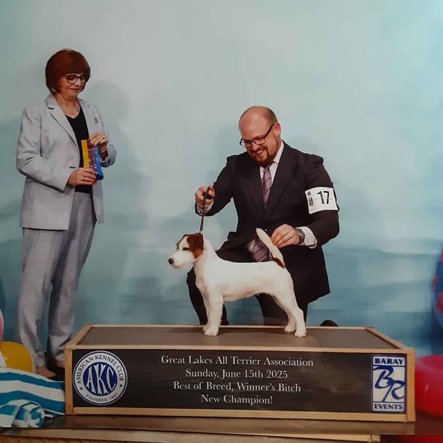 Russell Terrier Puppies media 14