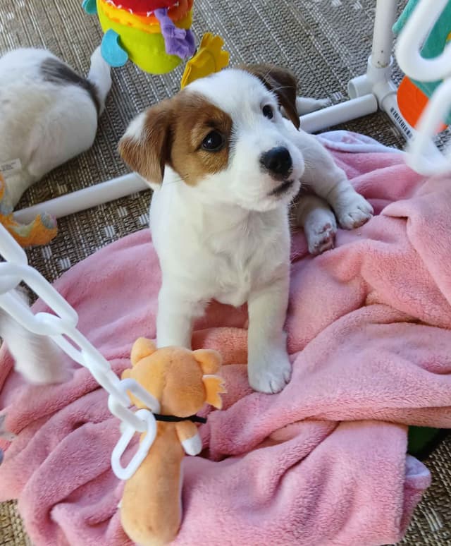 Russell Terrier Puppies media 2
