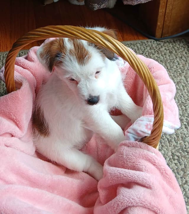 Russell Terrier Puppies media 3