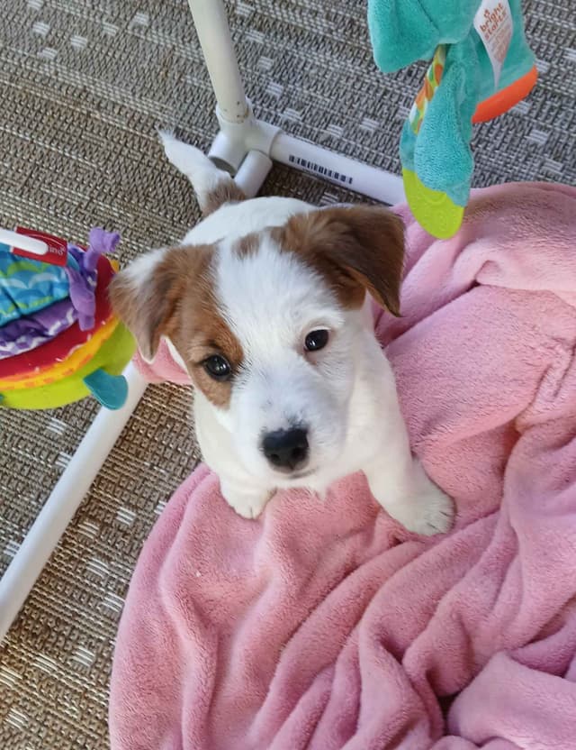Russell Terrier Puppies media 4
