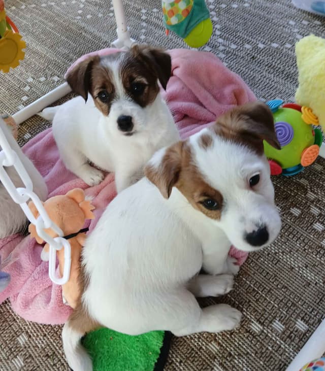 Russell Terrier Puppies media 5