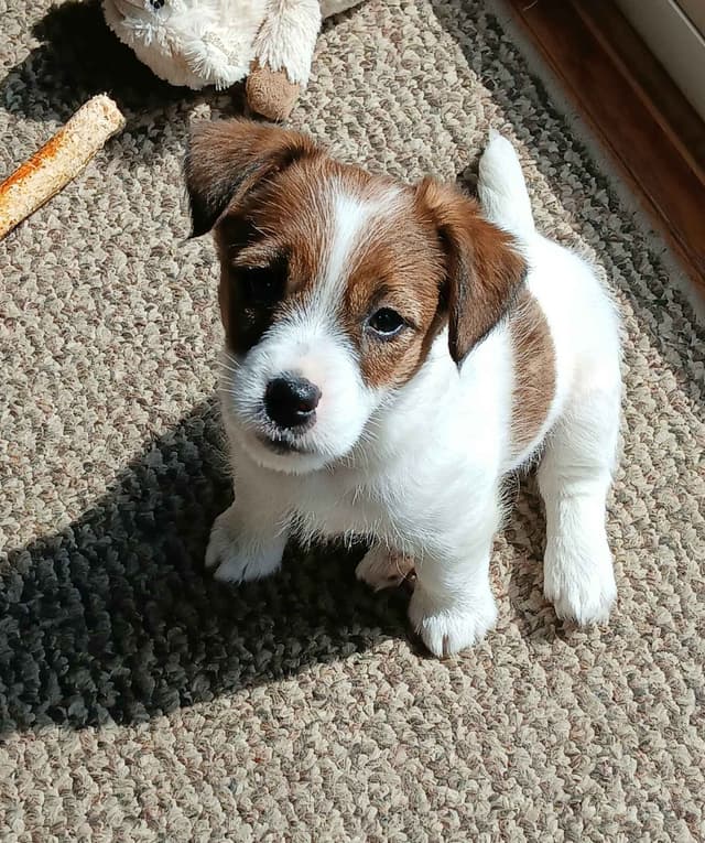 Russell Terrier Puppies media 6