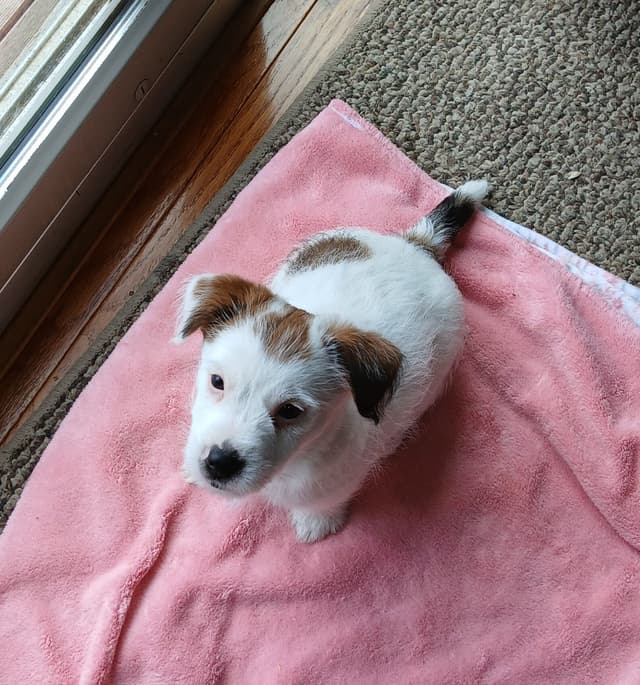Russell Terrier Puppies media 7