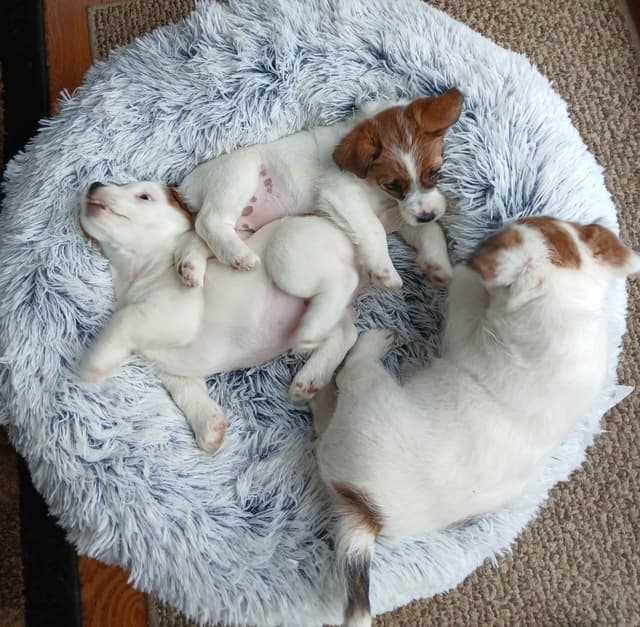 Russell Terrier Puppies media 9