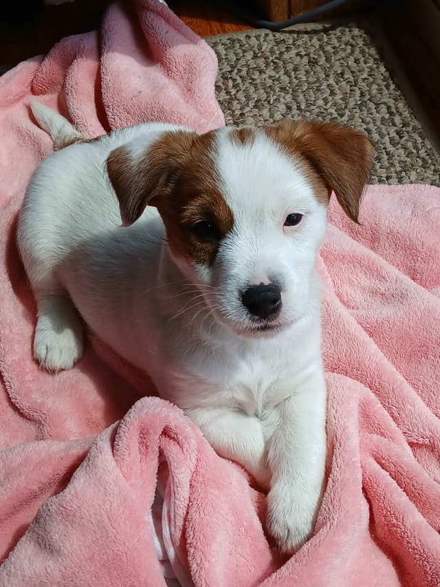 Russell Terrier Puppies media 10