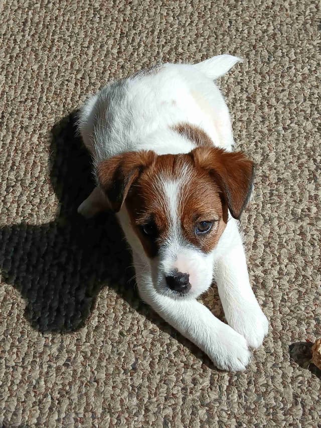 Russell Terrier Puppies media 11