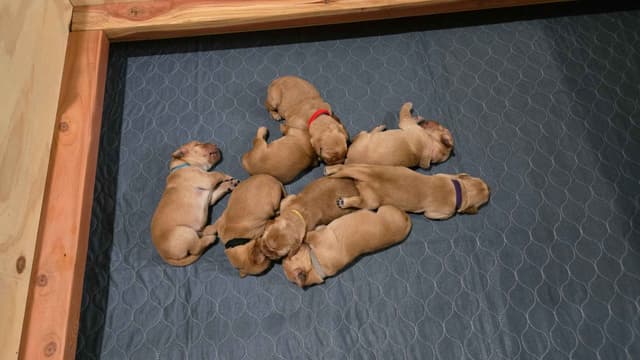 Golden Retriever Puppies media 7