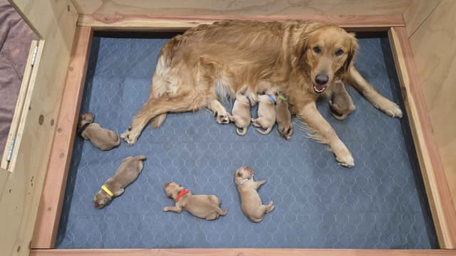 Golden Retriever Puppies media 8