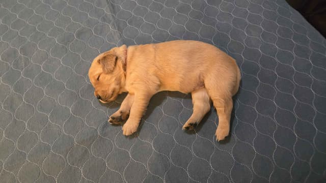 Golden Retriever Puppies media 3