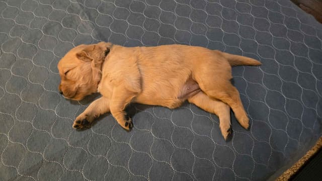 Golden Retriever Puppies media 6