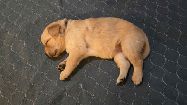 Golden Retriever Puppies media 4