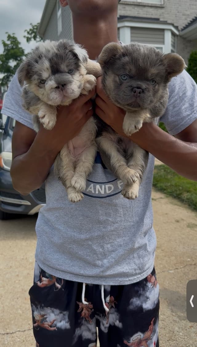 French Bulldog Puppies media 3