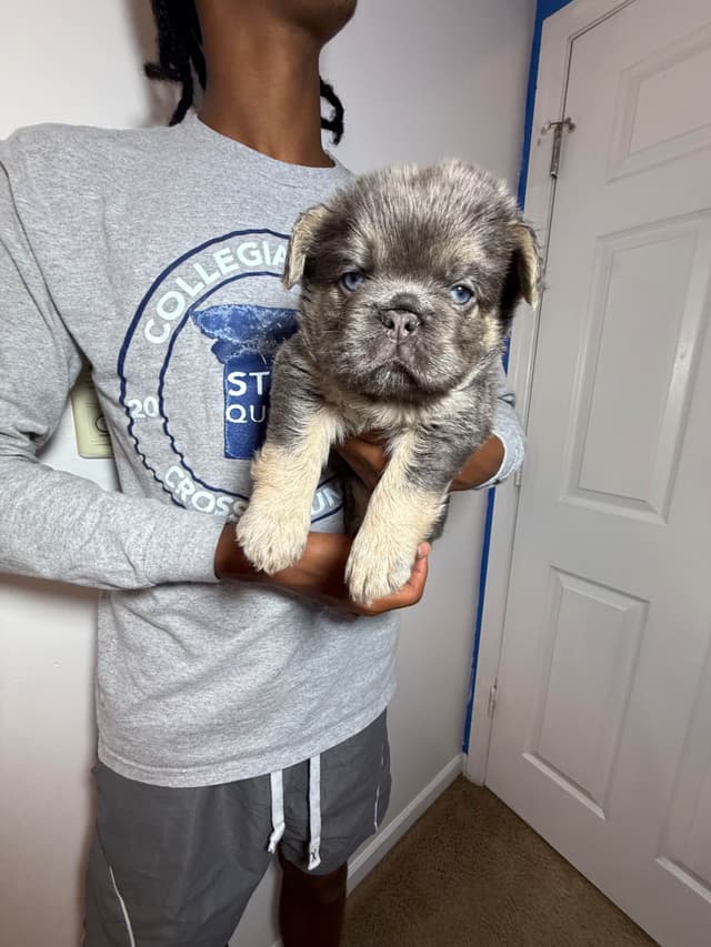 French Bulldog Puppies media 4