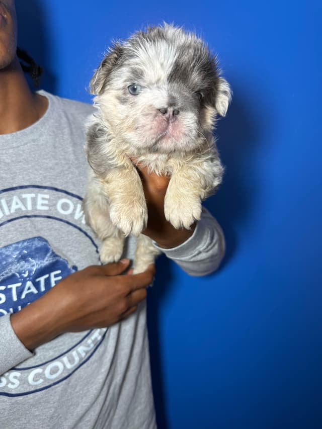 French Bulldog Puppies media 6