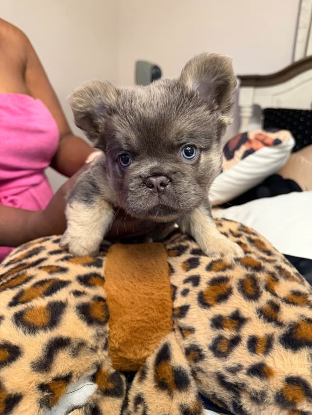 French Bulldog Puppies media 7
