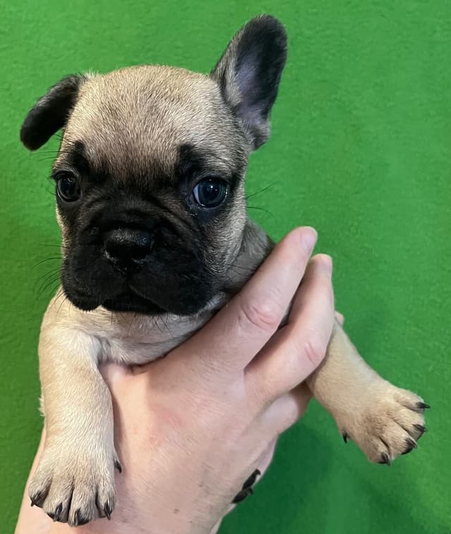 French Bulldog Puppies media 2