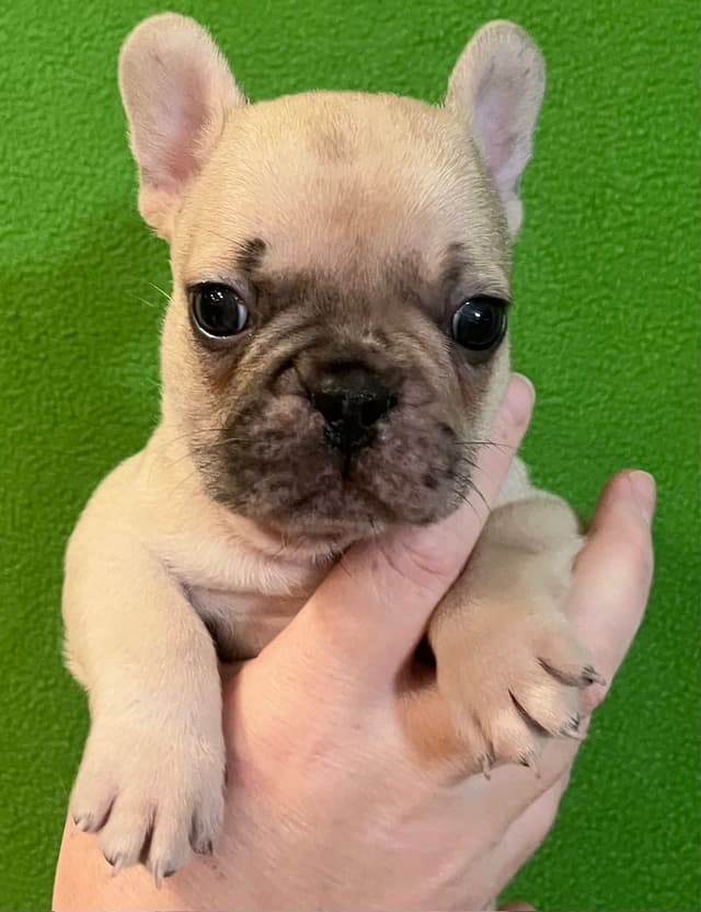 French Bulldog Puppies media 3