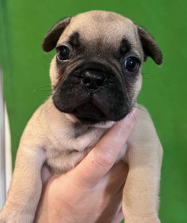 French Bulldog Puppies media 4