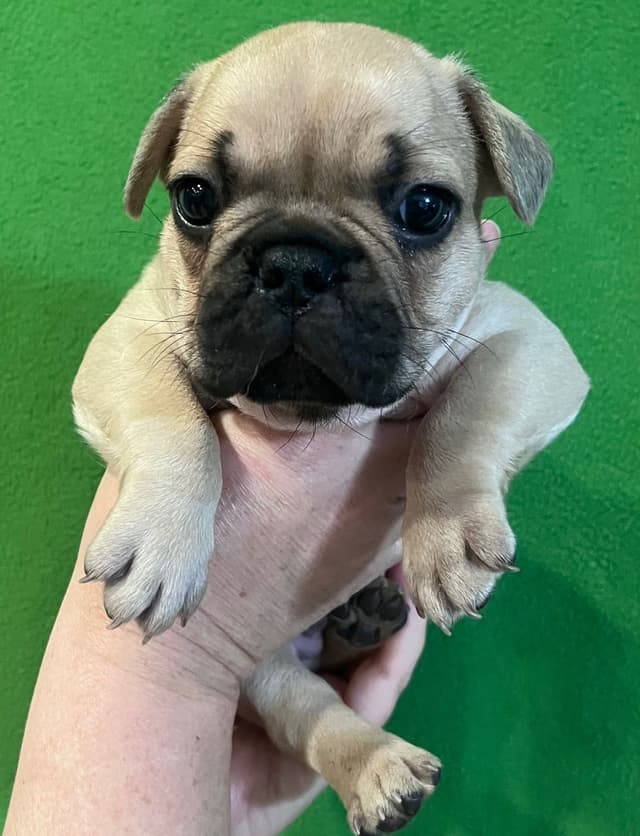 French Bulldog Puppies media 5