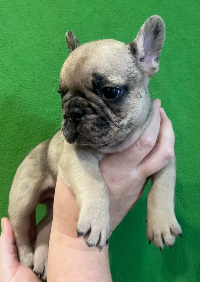 French Bulldog Puppies media 6