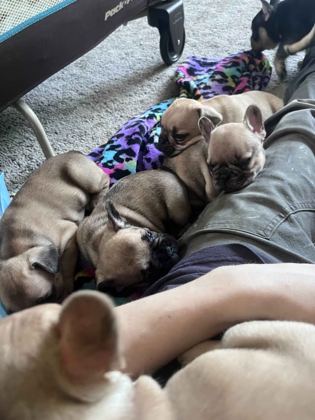 French Bulldog Puppies media 7