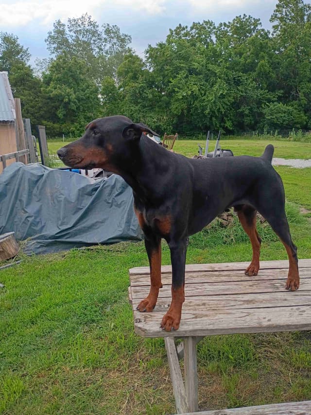European Doberman Pinscher Puppies media 4