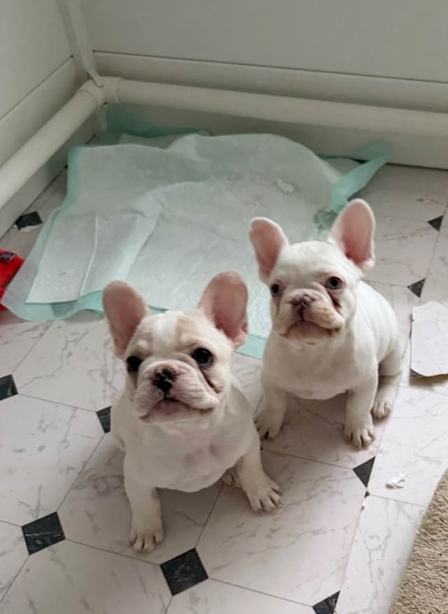 French Bulldog Puppies media 2