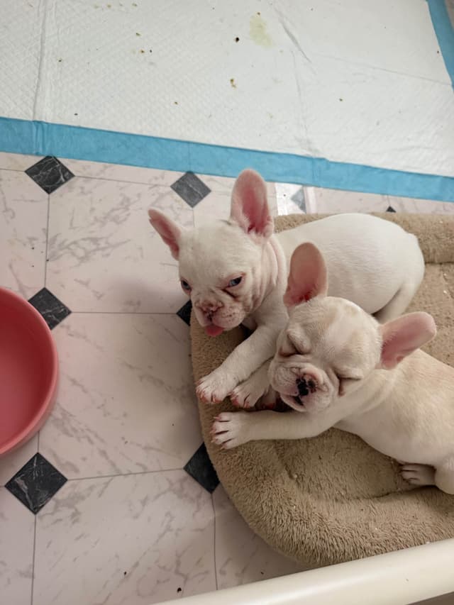 French Bulldog Puppies media 4