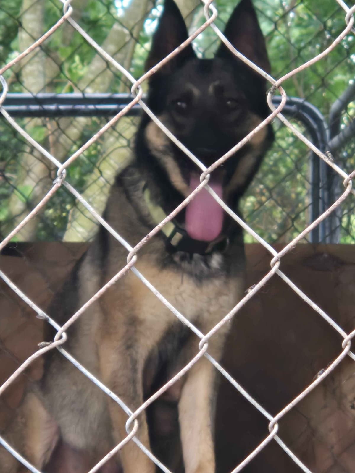 German Shepherd Dog Puppies breeder image 1