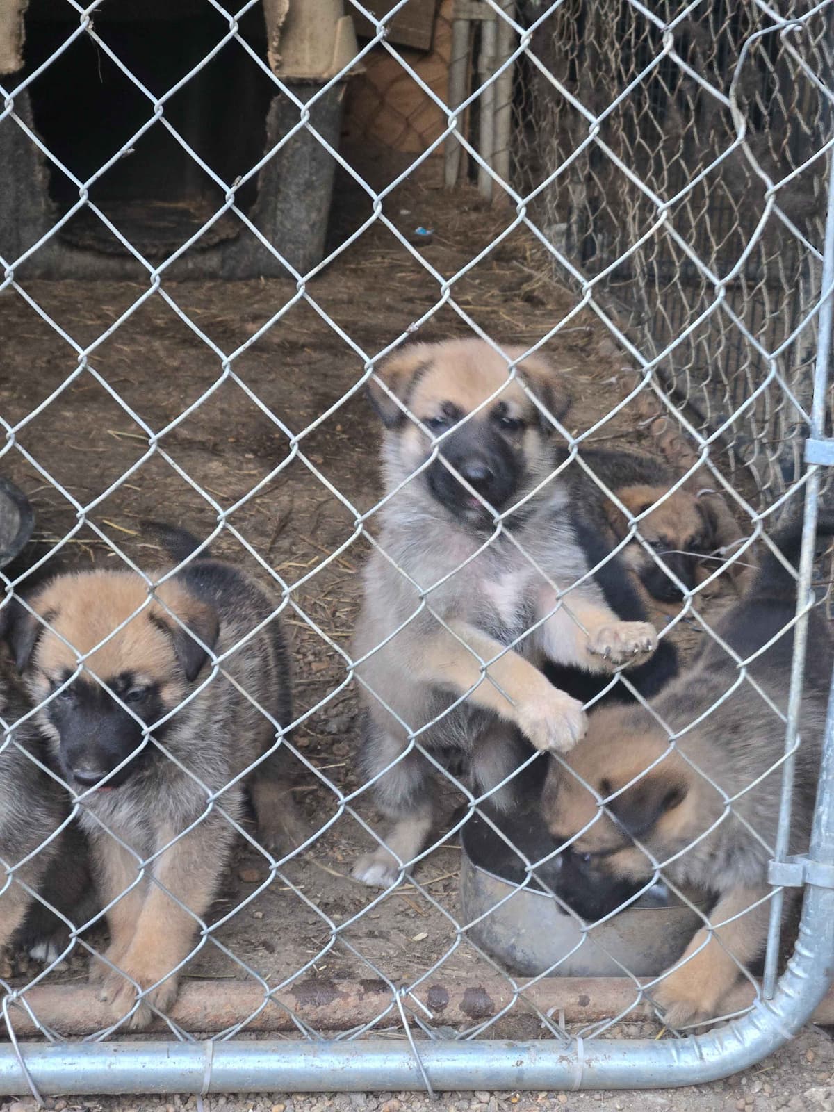 German Shepherd Dog Puppies breeder image 2